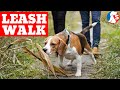Leash Walking A BEAGLE To Stop Pulling On Leash
