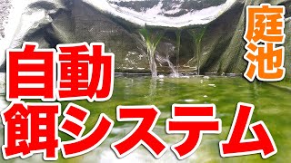 【庭の池】コケを増やして自動で池に入るシステムを構築できるか