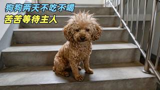 狗狗不小心走失，两天不吃不喝等待主人，结局让人看哭了