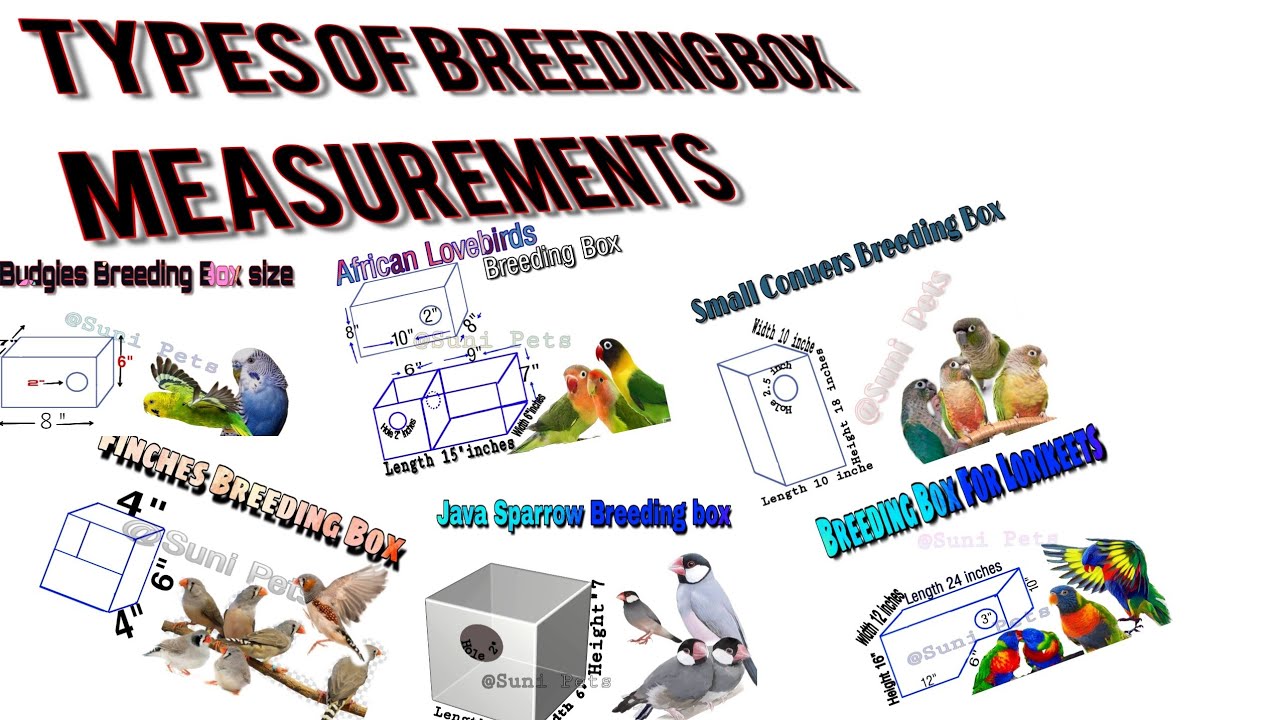 Exotic birds Breeding Box types ll Measurements with photo 