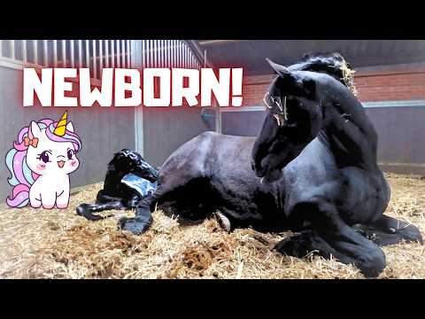 The Birth of This Beautiful Foal!!😍 Saly Is an Amazing Mom! | Friesian Horses