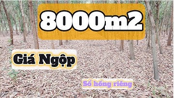Đất Dầu Tiếng |Đất ngộp giá rẽ - đừng bở lỡ#534