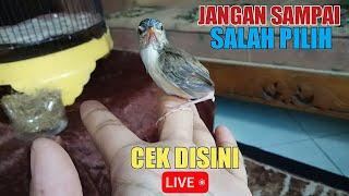 CARA AKURAT MEMBEDAKAN ANAKAN CIBLEK SAWAH JANTAN YANG MASIH DALAM SARANG