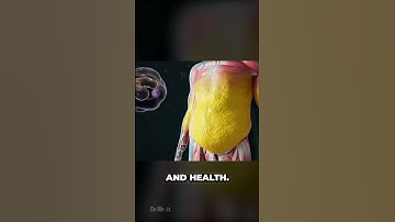 How Does Your Body Burn Fat (The Process of Weight Loss)