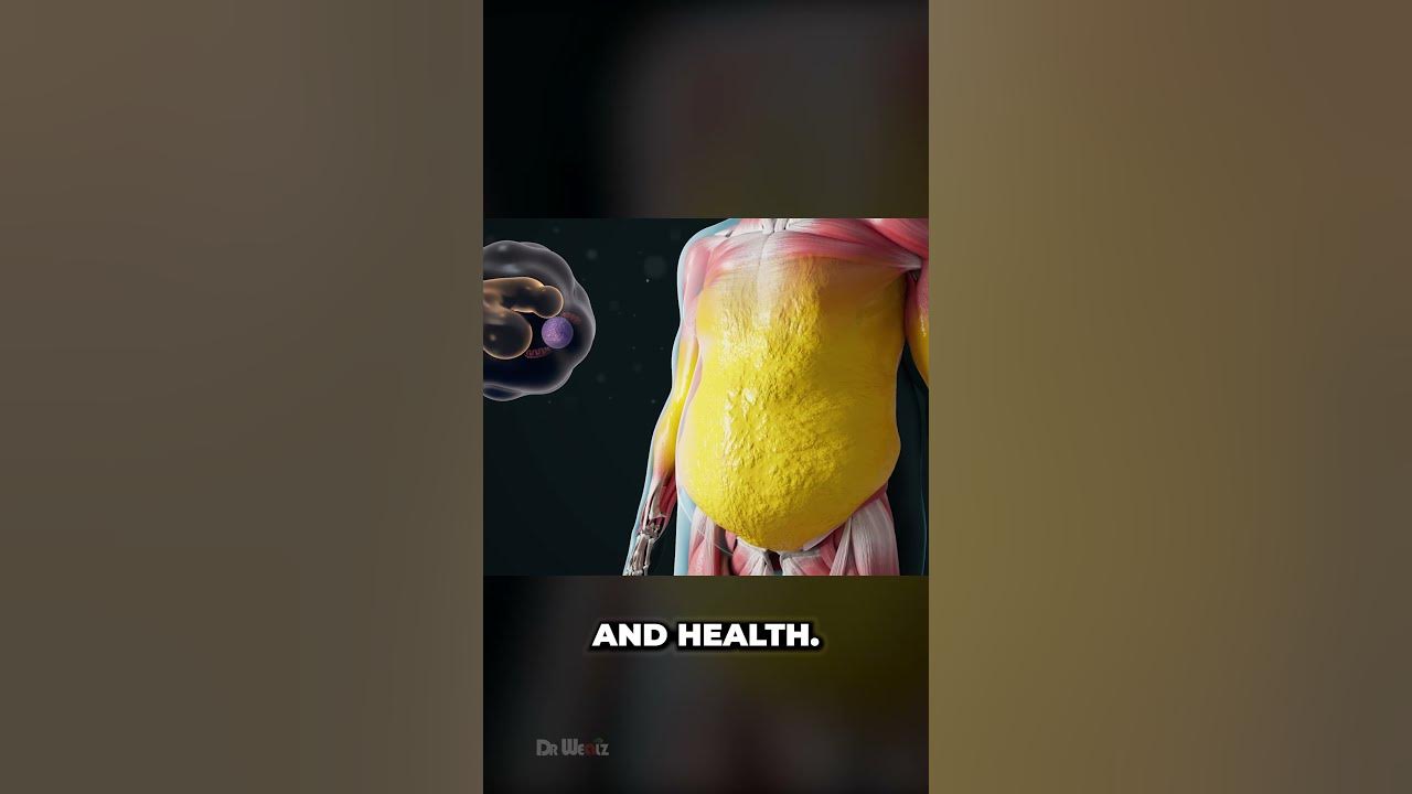 how-does-your-body-burn-fat-the-process-of-weight-loss-youtube