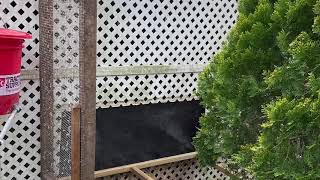 New aviary added to Sion section