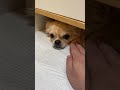 【チワワ】ボク、めちゃテンション低い。 #Shorts
