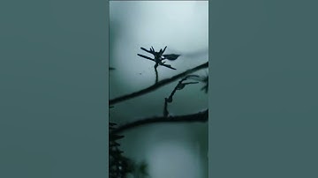 "آيات تهزّ القلوب وتُريح النفوس ✨ استمع بقلبك لا بأذنك مع القارئ عبد الرحمن المسعد