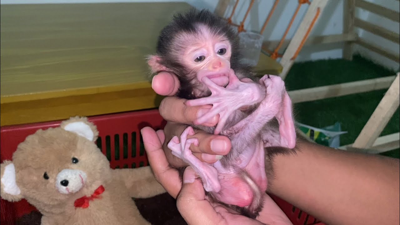 NEWBORN BABY MONKEY MILIE SHE GETS A NEW SLEEPING BASKET AND MILK BOTTLE