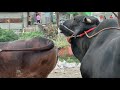 Cow Mating : An Unsuccessful Attempt | Exclusive Bulls Of Bangladesh