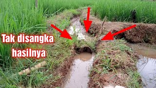 Pasang bubu bambu di selokan sawah tak disangka hasilnya diluar dugaan