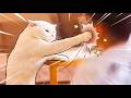 Cat Videos Of Cats Who Clearly Have No Idea What They Are Doing — And Did It Anyway 2026