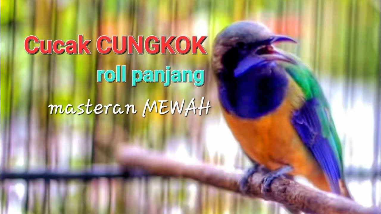 Cucak cungkok masteran mewah roll panjang