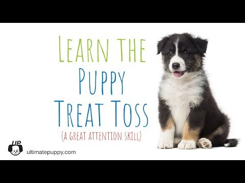 Video: Cara Bermain Game Treat and Retreat dengan Anjing Anda
