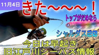 シャルダス20を流していく!旧江戸川シーバス情報！