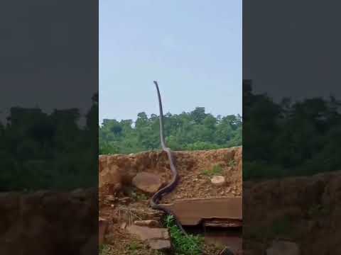 ظهور اكبر ثعبان كوبر في احد وديان جيزان جنوب المملكة العربيه السعودية