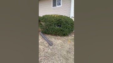 The fastest bush removal job you’ve ever seen.