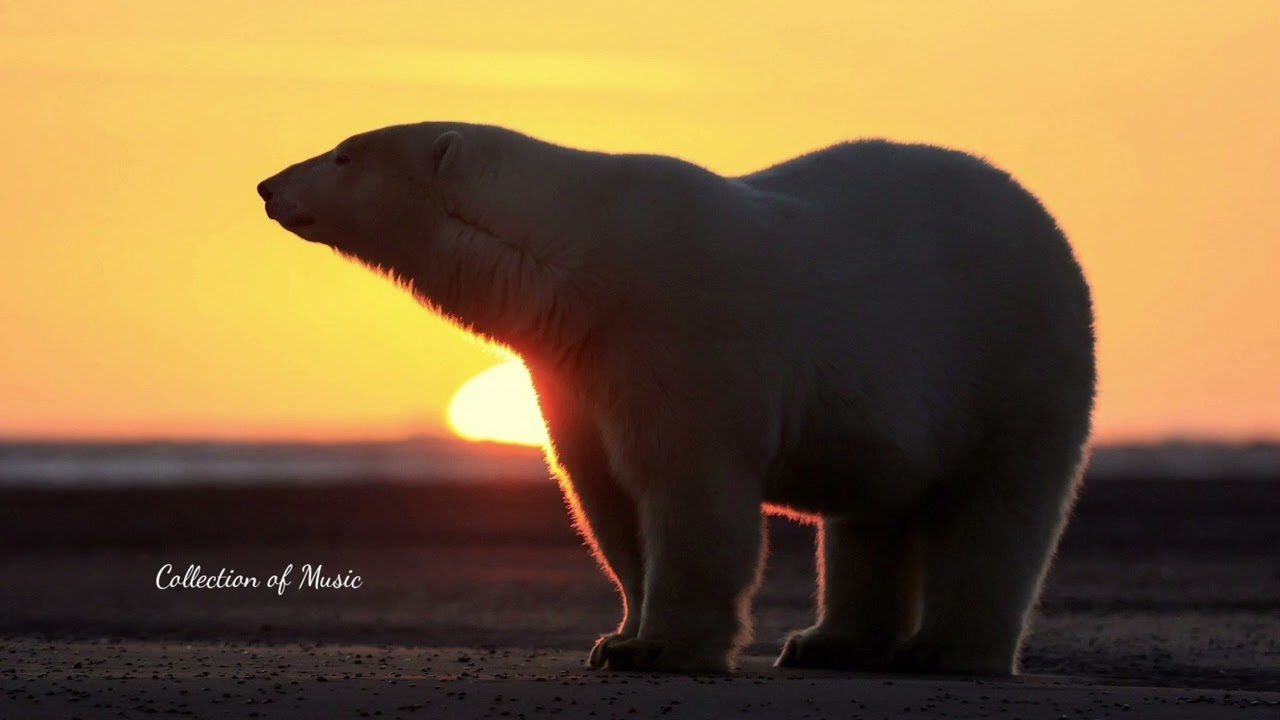 AMIRAN TORIA - Моя рэпсодия