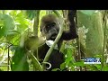 Woodland Park Zoo exhibit helps call attention to plight of gorillas in wild | KIRO 7 News