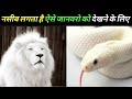 नसीब लगता है ऐसे जानवरो को देखने के लिए most rare white animals in the world