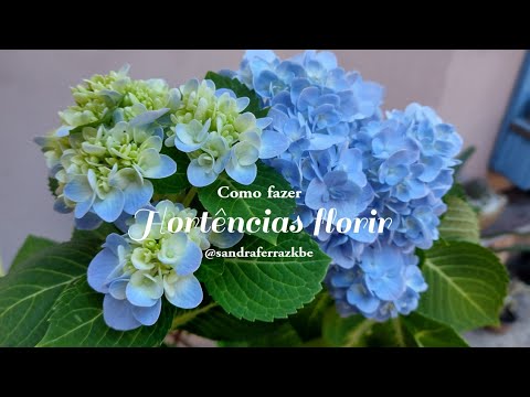 Vídeo: Como fazer uma hortênsia florescer - Por que minhas hortênsias não estão florescendo