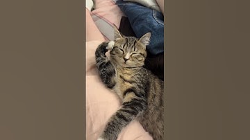 Sleepy Kitties in Hilarious Poses! 🐱 😂 #shorts #catlover #cutecats