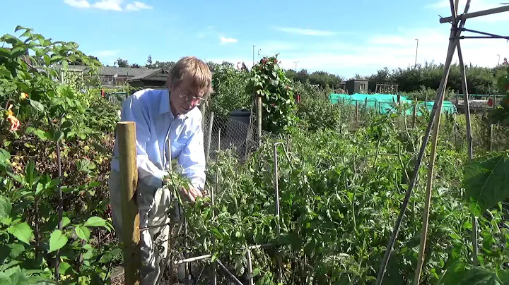 Julie's Allotment - A look at blight - 2nd Aug 2015