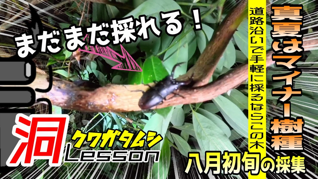 採集圧ゼロ⁉真夏に手軽に採るならマイナー樹種がオススメ！【クワガタムシ】