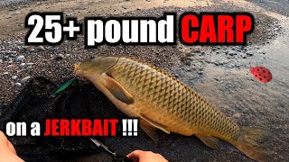 One in a million catch!!! Giant Common Carp on a Jerkbait- Full fight on my Paddleboard by Ladybug Adventures 262 views 11 months ago 15 minutes