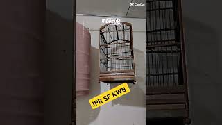 #cucakcungkokgacor#masteranburung#masteranmuraibatu