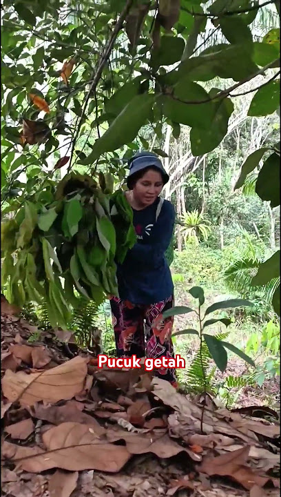 Tahukah anda bahawa pucuk getah muda boleh dimakan sekiranya betul cara memasak #borneosarawak
