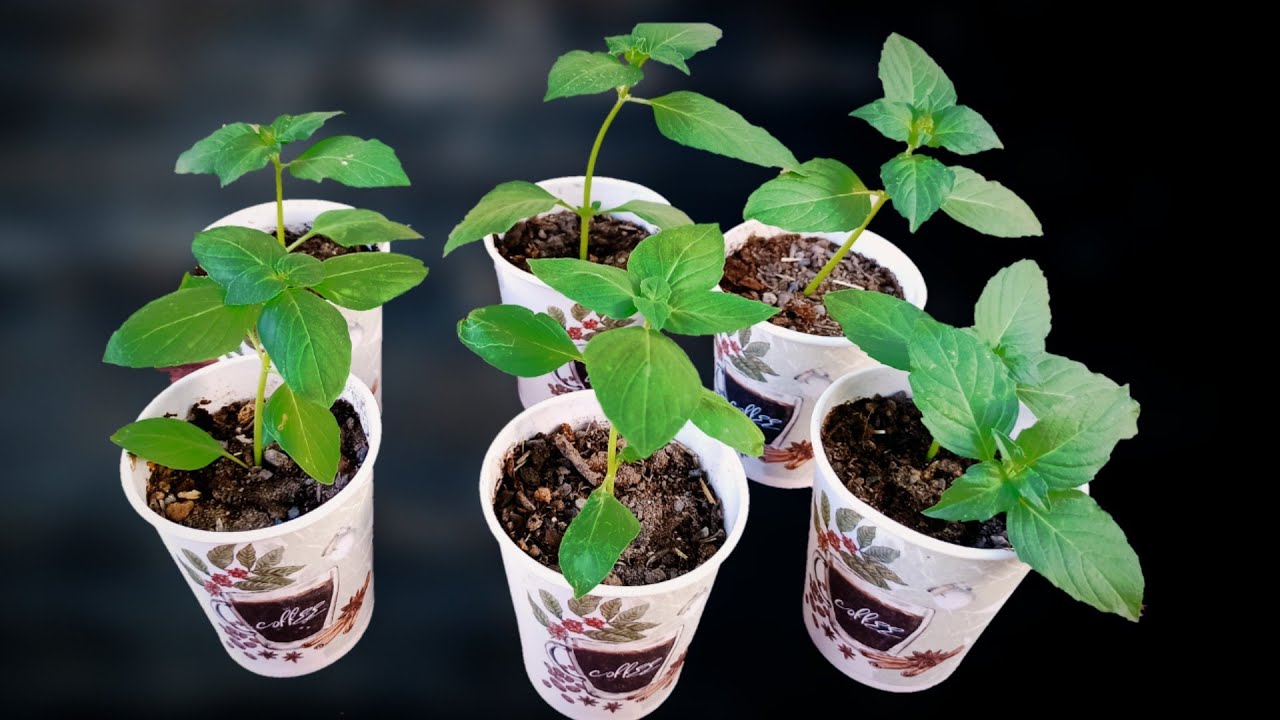 Use Paper Cups to grow vegetables at home ,was surprisingly easy - YouTube