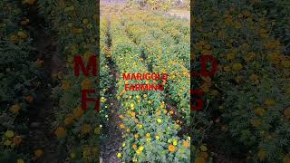farming shots plant marigold