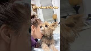 Who doesn’t like kiss #puppy #yorkie #cute #dog #pets #love #kiss #shorts #capcut #trending