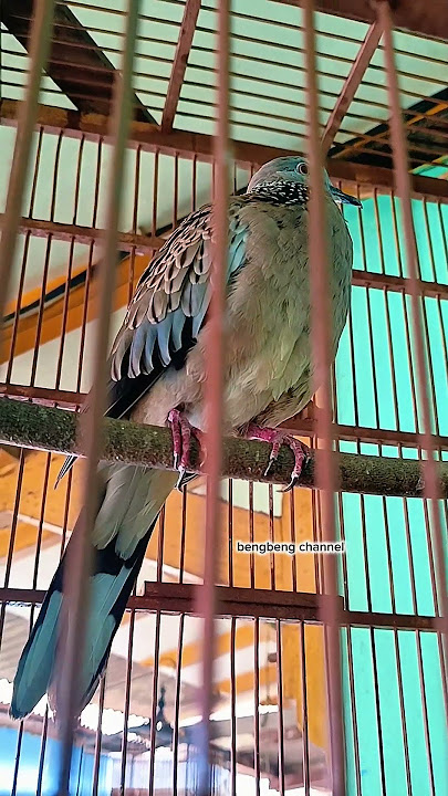SUARA PIKAT MASTERAN GACOOR KUK 1 LOKAL ALAM #shorts #shortsfeed #shortvideo #short #song #sound