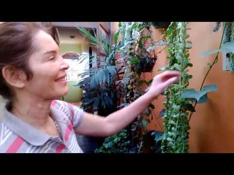 Vídeo: Plantas Voluntárias - O que são plantas voluntárias no jardim