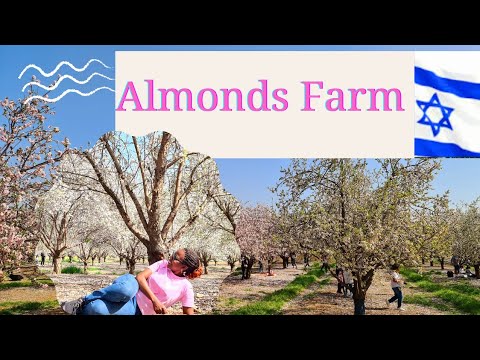 Visiting Almonds Farm in ISRAEL. Do you know ALMONDS are mentioned in the BIBLE?