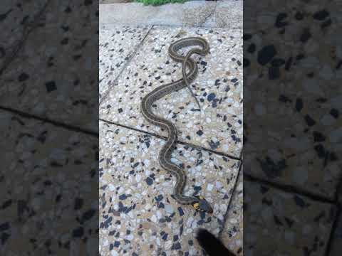 Видео: Мекото тяло наподобява звукови форми, само вие контролирате две змии наведнъж