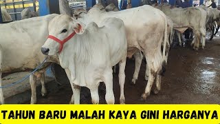 Tahun Baru Harga Ikutan Baru‼️Pedet \u0026 Bakalan Sapi PO Di Pasar Kebumen