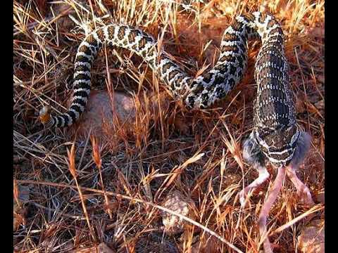 Evolution of snake venom | Wikipedia audio article