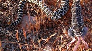 Evolution of snake venom | Wikipedia audio article