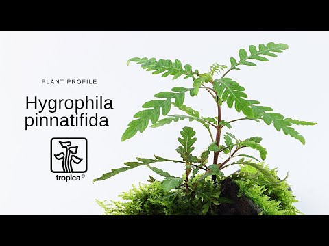 Wideo: Hygrophila trawa cytrynowa: opis, cechy, uprawa