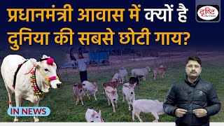 Punganur Cow | World's Smallest Cow Breed | Dwarf Cattle | In News
