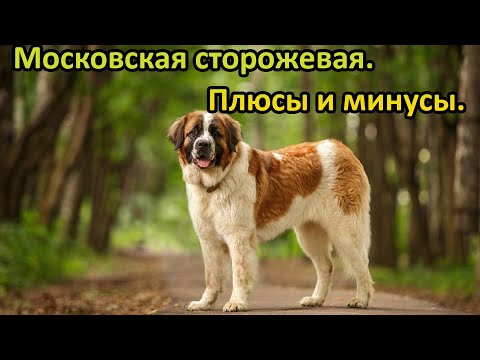 Московская сторожевая. Всё о породе. Плюсы и минусы породы.