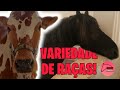 EXPOCORDEIRO 2022 (RJ) - DIVERSIDADE DE RAÇAS (Friesian, Bretão, Guzerá, etc)