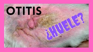 Otitis en Perros  ¿Huele?  Síntomas y tratamientos