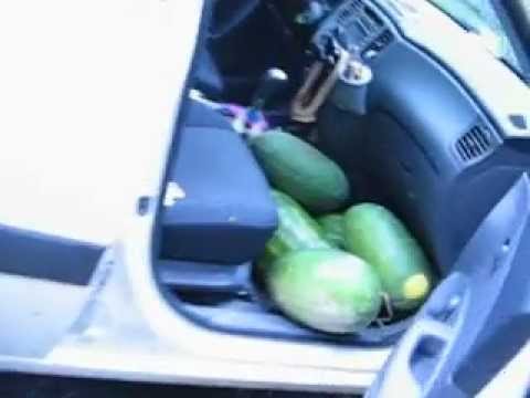 watermelon-&-other-yummies-from-heidi's-organic-farm.-nothing-"beets"-fresh-local-produce!