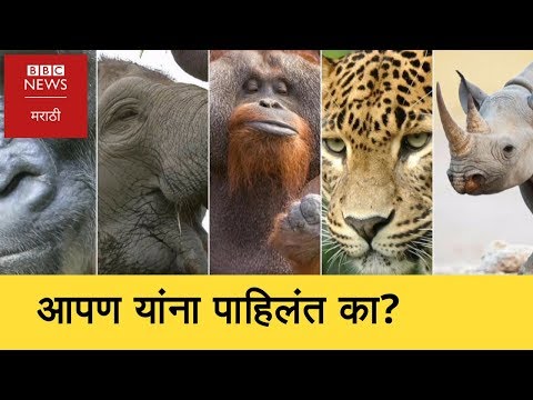 नामशेष होणारे ५ प्राणी कोणते? । Five Endangered Animals Species in the World (BBC News Marathi)