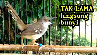 Download Mp3 Ciblek gacor" suara ciblek semi buat pancingan ciblek agar bunyi Gudang lagu Download Mp3 Ciblek gacor" suara ciblek semi buat pancingan ciblek agar bunyi