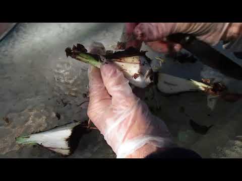 Video: Rotting Amaryllis Bulbs: Why Are My Amaryllis Bulbs Rotting